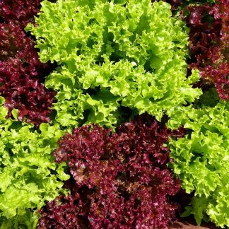 Insalate, radicchi e verdure a foglia