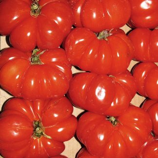 pomodoro costoluto